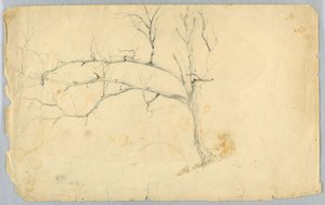 Studie af et bladløst træ af Daniel Huntington