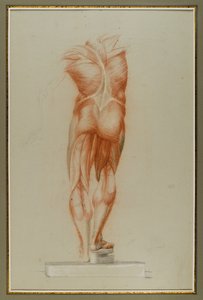 Écorché (Figure Study of Musculature), ca. 1848 (kridt og grafit på papir) af Daniel Huntington