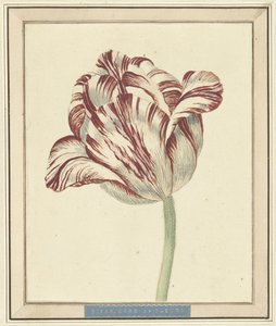 Tulipan, ved navn Bisar, kardinal de Fleuri af Daniël Marot (II)