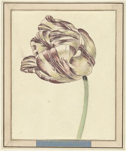 Tulipan, ved navn Bisar, Staaten Generaal af Daniël Marot (II)