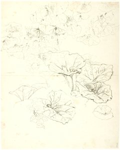 bladstuderende