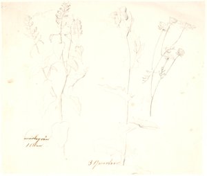 Plantestudier