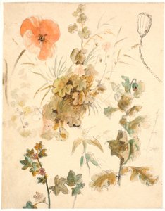 Studier af forskellige blomster, bl.a. valmuer af Dankvart Dreyer