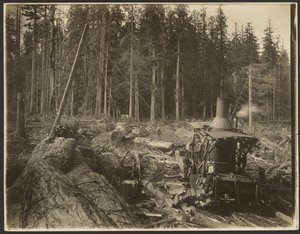 [Logging/ Timber Scene]