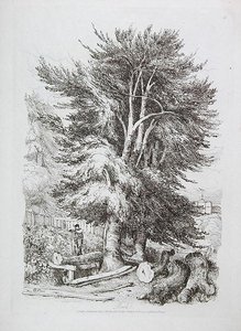 Bøg nr. 18, illustration fra Progressive Lessons on Landscape for Young Beginners, 1816 (blød jordætsning) af David Cox