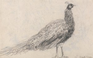 Påfugl ved Capel Curig af David Cox