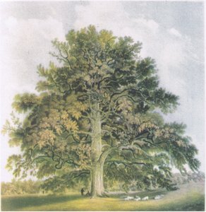 Pollard Willows, Nature in Britain udgivet af Collins, 1946 af David Cox