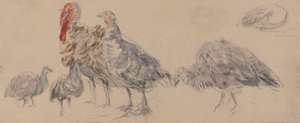 Undersøgelse af Tyrkierne af David Cox
