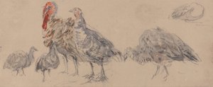 Undersøgelse af kalkuner af David Cox