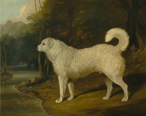 Portræt af en hund, Ross af David Dalby of York