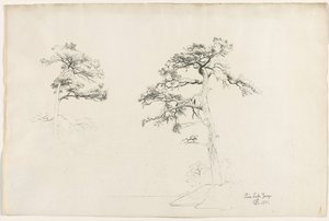 Pine, Lake George, 1871. af David Johnson