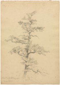 Pine Tree, Conway, New Hampshire recto, Landscape and Tree Studies verso, ca. 1851. af David Johnson