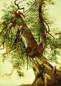 Studie af et cedertræ (olie på lærred) af David Johnson