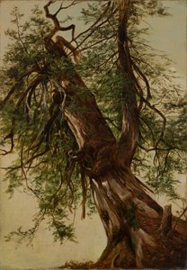 Studie af et cedertræ af David Johnson