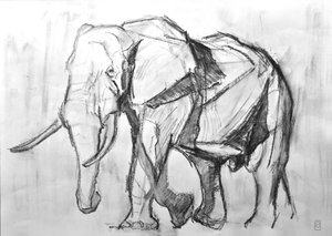 African Bull Elephant, 2019 (kul på papir)