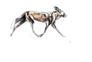 African Wild dog running, 2020 (farveblyant og akvarel på papir)