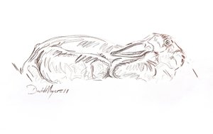 Brun hare liggende, 2012 (kontepastel på papir) af David Mayer