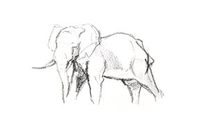 Bull Elephant, 2021 (farveblyant på papir) af David Mayer