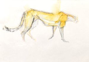 Cheetah, 2020 (farvet farveblyant på papir)