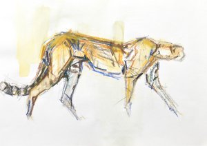 Cheetah, 2020 (farveblyant og akvarel på papir)