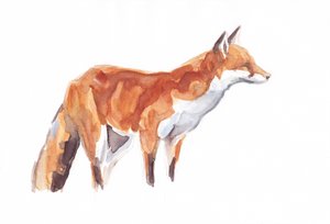 Fox, 2021 (farveblyant og akvarel på papir)