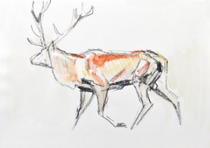 Red Deer Stag, 2020 (akvarel på papir) af David Mayer