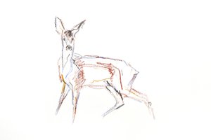 Roe Deer Young, 2021 (farveblyant på papir) af David Mayer