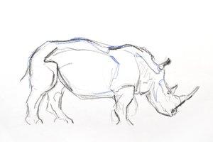 White Rhino, 2021 (farveblyant og akvarel på papir) af David Mayer