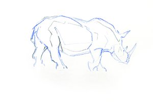 Hvidt næsehorn, 2020 (farveblyant på papir) af David Mayer