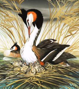 Toppet lappedykker, illustration fra 