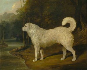 Portræt af en hund, Ross