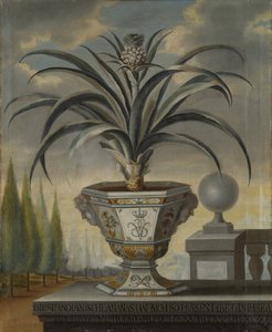 Ananasplante, 1729 af David von Coln