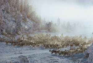 Rensdyr, elg, rensdyr eller lignende flok af dyr i snedækket vinterlandskab, N...