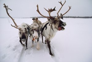 Rensdyr trækker en samisk eller lapsk hovedperson på en slæde gennem sneen. I nærheden af Lovozero, Russi...