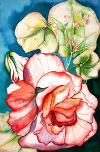 Begonia; 2006 (akvarel) af Deborah Eve Alastra