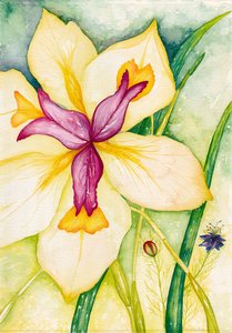 Lily and Friends, 2007 (akvarel)