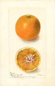 Appelsiner (Citrus sinensis: Bishops Favorite) (akvarel)