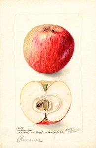 Rimmer-æbler (Malus domestica) (akvarel)