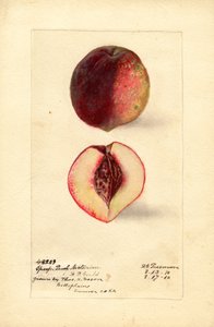 Sport Ferskennektarin (Prunus persica) (akvarel)