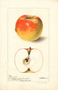 Tecumseh-æbler (Malus domestica) (akvarel)