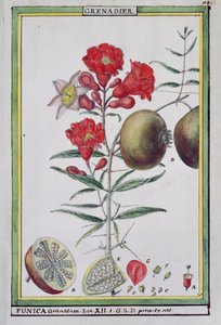 Granatæbletræ, fra Florindie eller Historie physico-economique des vegetaux de la Torride, 1789 af Delahaye