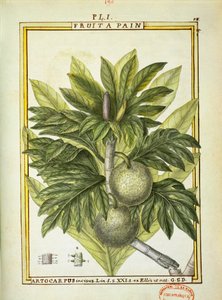 Brødfrugt (Artocarpus altilis), akvarel af Delahaye af Delahaye Delahaye