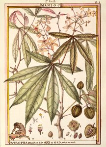 Cassava (Jatropha manihot), af Delahaye, akvarel