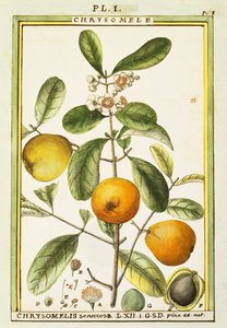 Chrysomele (Chrysomelis senticosa), akvarel af Delahaye af Delahaye Delahaye