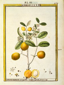 Chrysomelis Armadilla, akvarel af Delahaye af Delahaye Delahaye