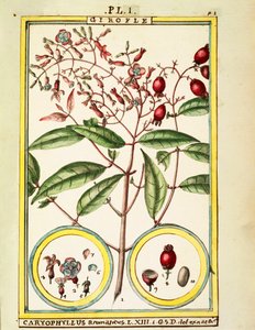 Nellike (Caryophyllus Aromaticus), akvarel af Delahaye