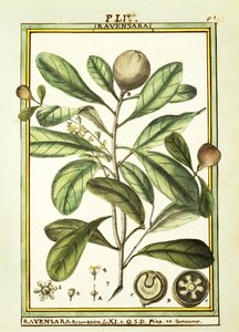 Cryptocarya Aromatica, akvarel af Delahaye af Delahaye Delahaye