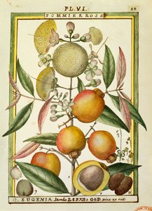 Malabar blomme eller roseæble (Eugenia Jambos eller Syzygium Jambos), akvarel af Delahaye