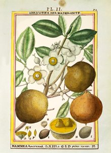 Mammee æble (Mammea americana), akvarel af Delahaye