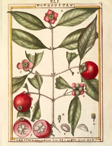 Mangostan (Garcinia mangostana), akvarel af Delahaye